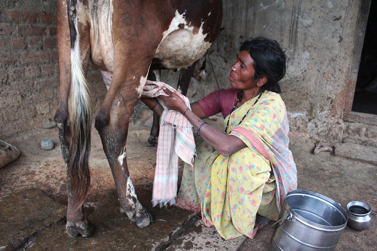 Kvällsmjölkning hos Mangamma i byn Chaluvanayakanahalli.
