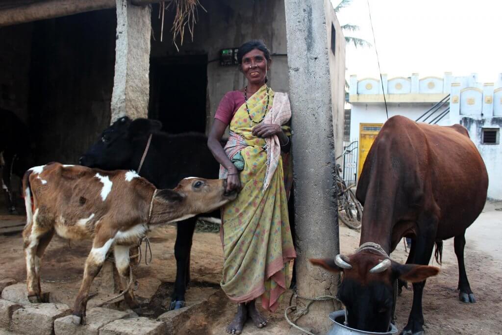 Mejerikooperativ i Indien ökar jämställdheten